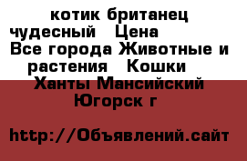 котик британец чудесный › Цена ­ 12 000 - Все города Животные и растения » Кошки   . Ханты-Мансийский,Югорск г.